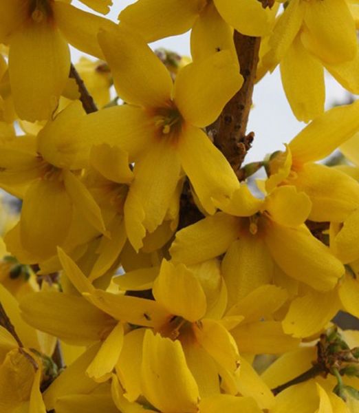 Forsythia intermedia 'Goldzauber' 
